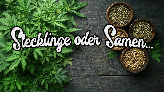 Samen oder Stecklinge - Wie treffe ich als Anfänger die richtige Wahl? - Grow Factory