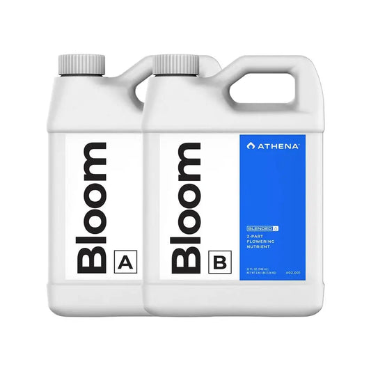 Athena Bloom A+B
