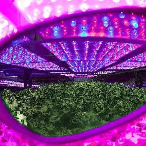 Method Seven Lens für Blurple LED