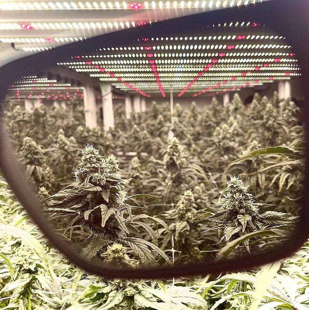 Method Seven FX Technology - LED and CMH Grow Room Brillen