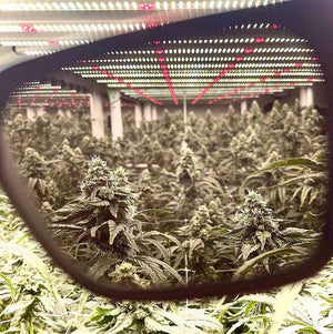 Method Seven FX Technology - LED and CMH Grow Room Brillen