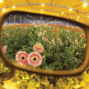Method Seven HPS Grow Glasses